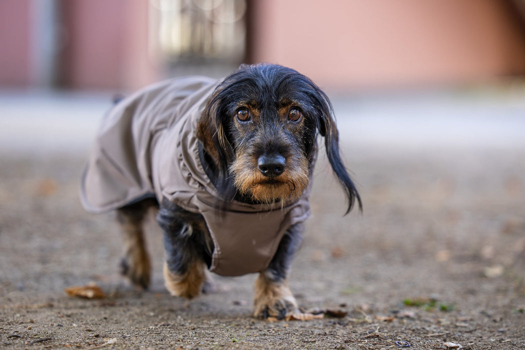 Hunderegenjacke mit Rückenöffnung "Cashmere Brown"