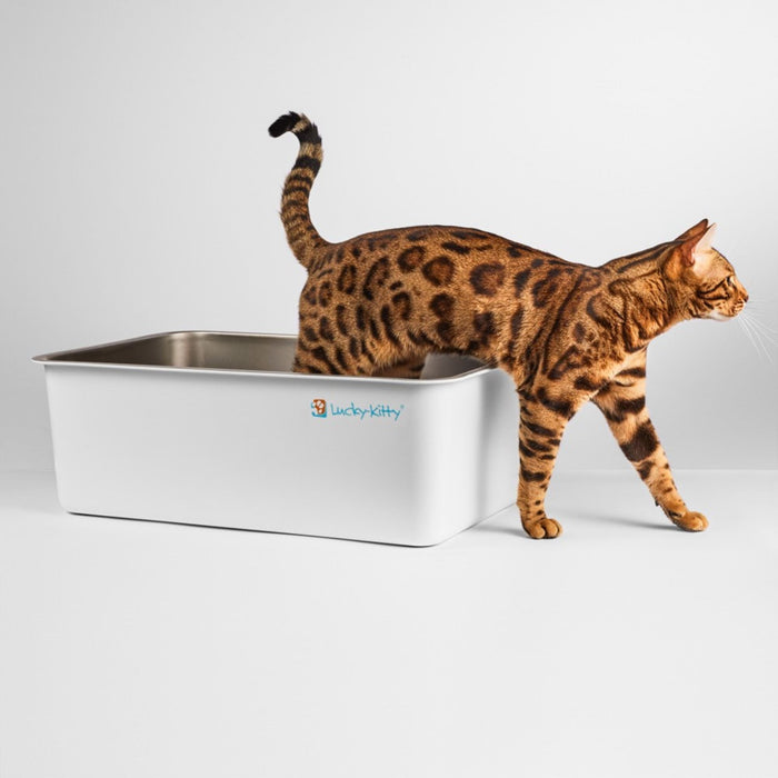 Katzentoilette XXL Edelstahl