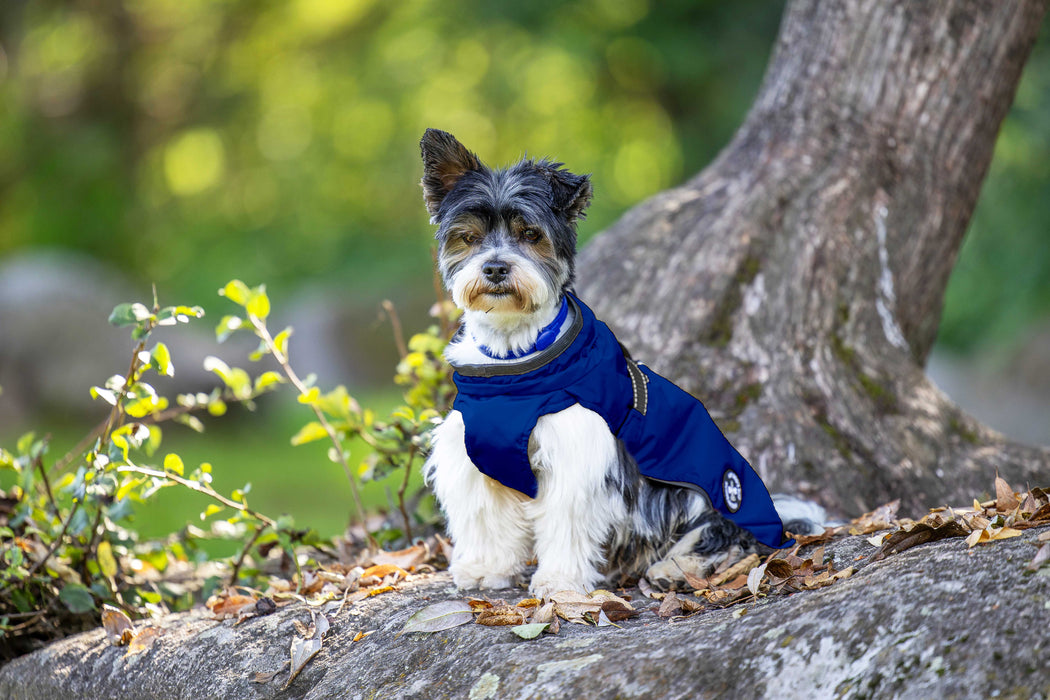 Hunderegenjacke mit Rückenöffnung "Royal Blue"