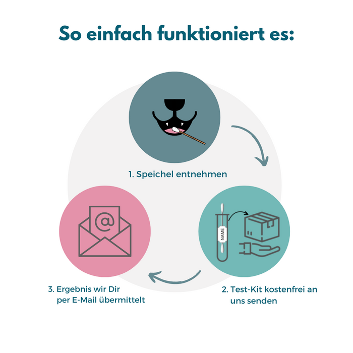 Allergietest für Welpen