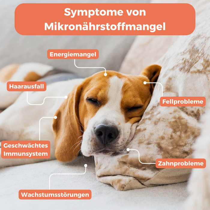 Barf-Check Hund