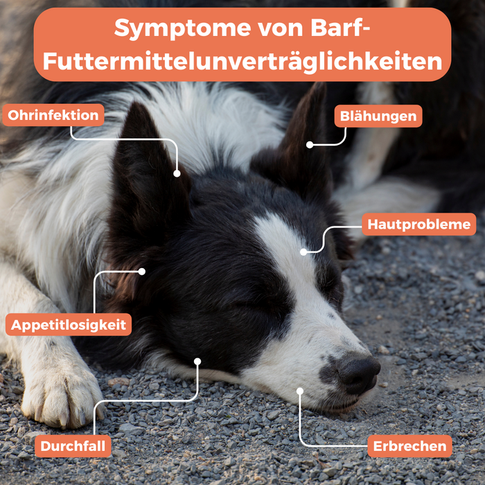 Barf-Check Hund