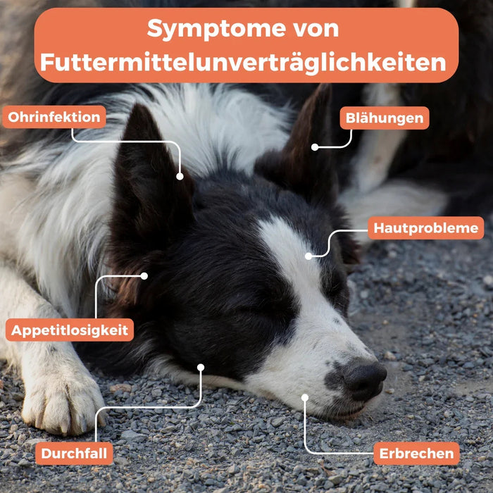 Allergietest voor puppy's