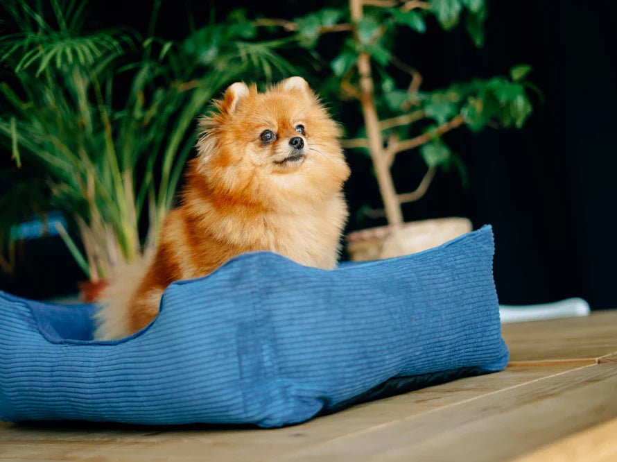 DREAMER orthopädisches Hundebett aus Möbelcord mit Handwerklich/ Höchste Funktionalität