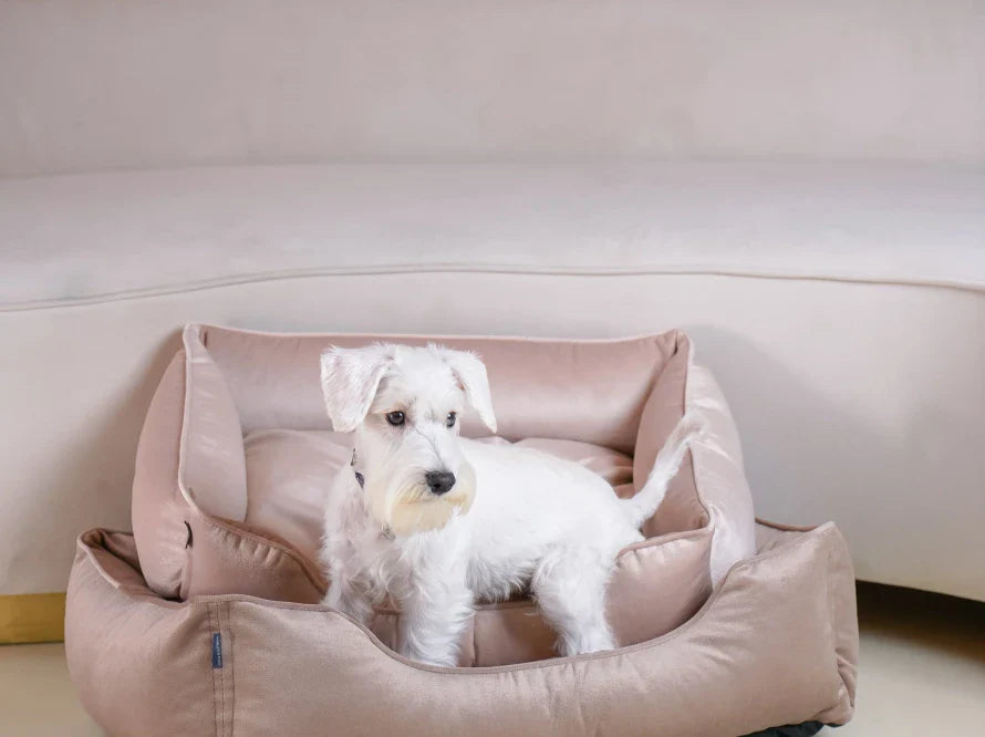 DREAMER orthopädisches Hundebett aus Möbelvelours / gegen Graben und Buddeln resistent