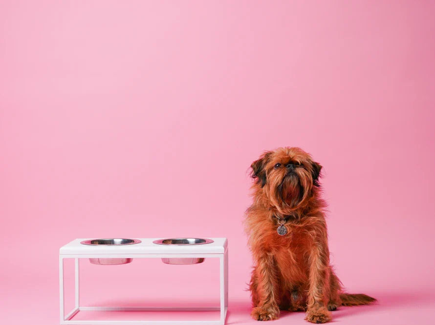 LUNCH BAR Hundenapf / Holz Napfständer mit zwei Edelstahlnäpfen für kleine Hunde / weißer Metallrahmen