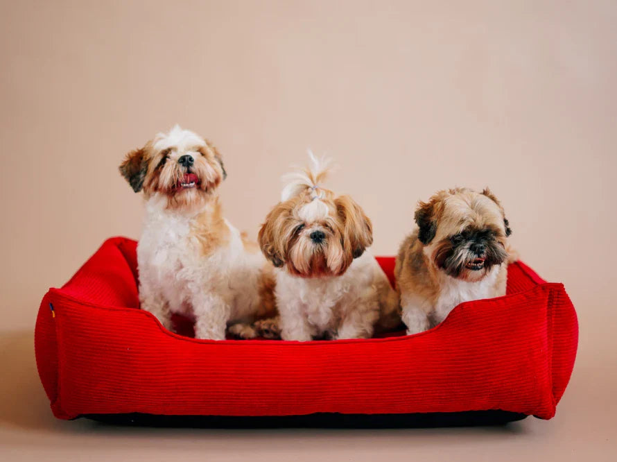 DREAMER orthopädisches Hundebett aus Möbelcord mit Handwerklich/ Höchste Funktionalität
