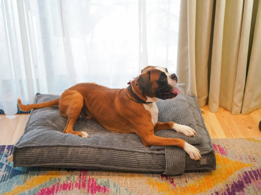 Orthopädische MEMORY FOAM Hundekissen aus Möbelcord / Premium Hundebett für mittlere und große Hunde / Hundematratze