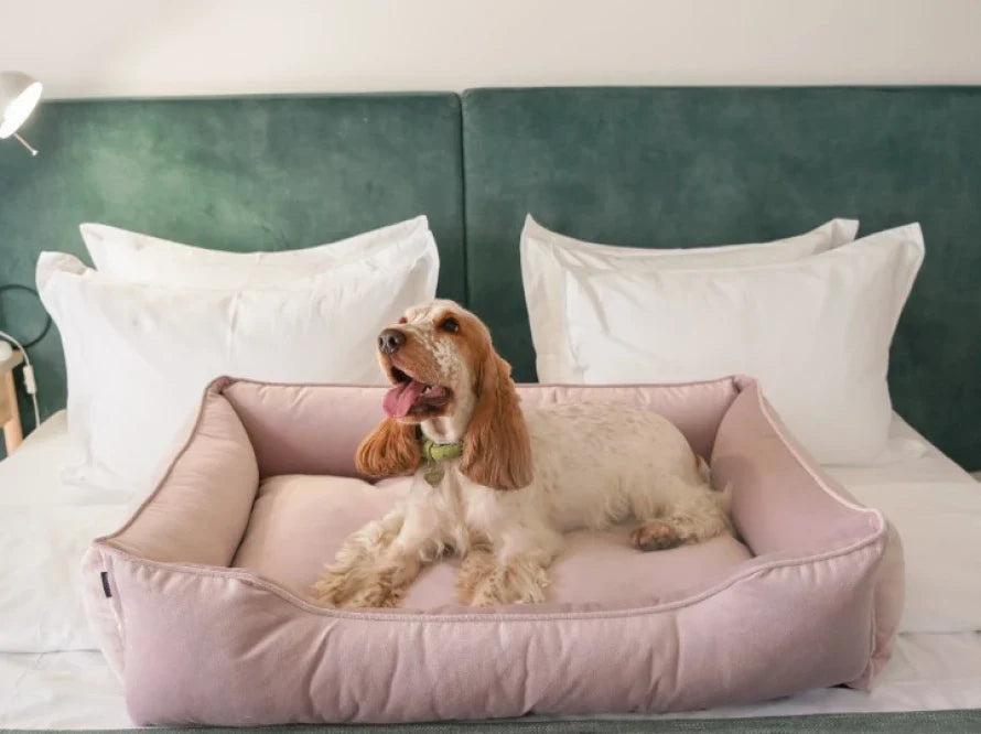 DREAMER orthopädisches Hundebett aus Möbelvelours / gegen Graben und Buddeln resistent