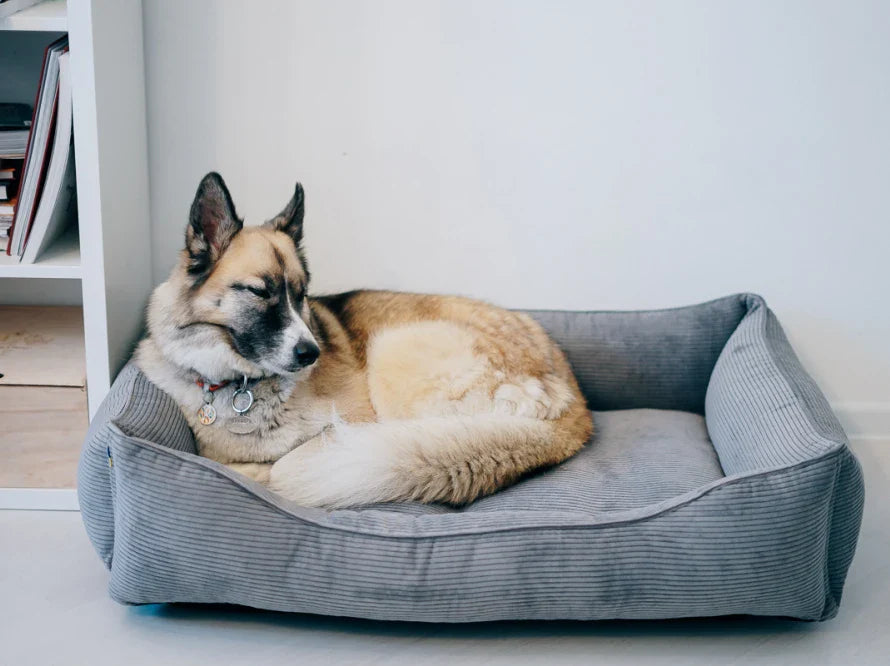DREAMER orthopädisches Hundebett aus Möbelcord mit Handwerklich/ Höchste Funktionalität