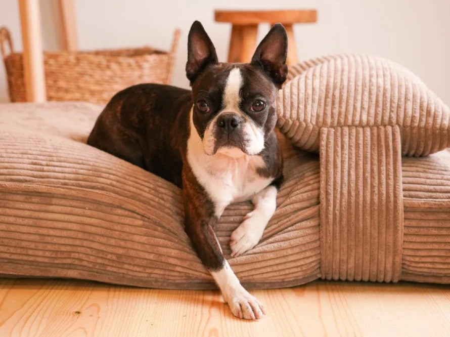 Orthopädische MEMORY FOAM Hundekissen aus Möbelcord / Premium Hundebett für mittlere und große Hunde / Hundematratze