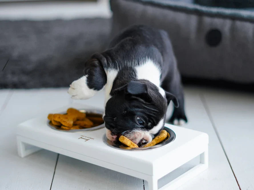 LUNCH BAR Hundenapf / Holz Napfständer mit zwei Edelstahlnäpfen für kleine Hunde / weißer Metallrahmen