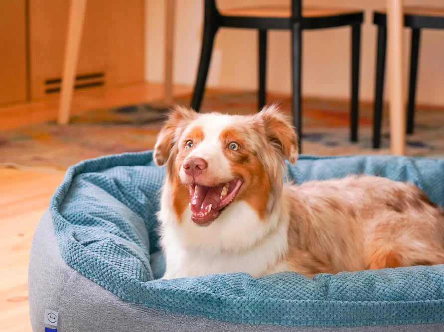 DONUT Hundebett aus langlebigem Soft-Touch-Möbelstoff