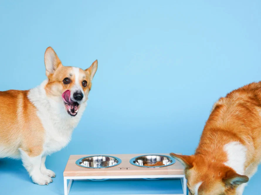LUNCH BAR Hundenapf / Holz Napfständer mit zwei Edelstahlnäpfen für kleine Hunde / weißer Metallrahmen