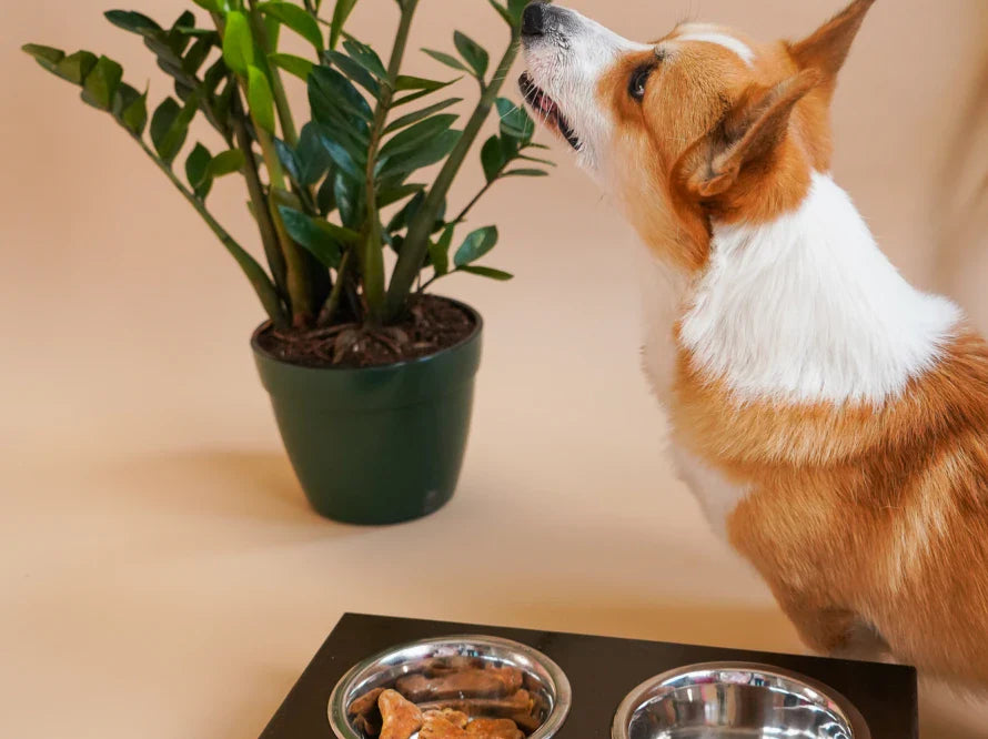 LUNCH BAR Hundenapf / Holz Napfständer mit zwei Edelstahlnäpfen für kleine Hunde / schwarzer Metallrahmen