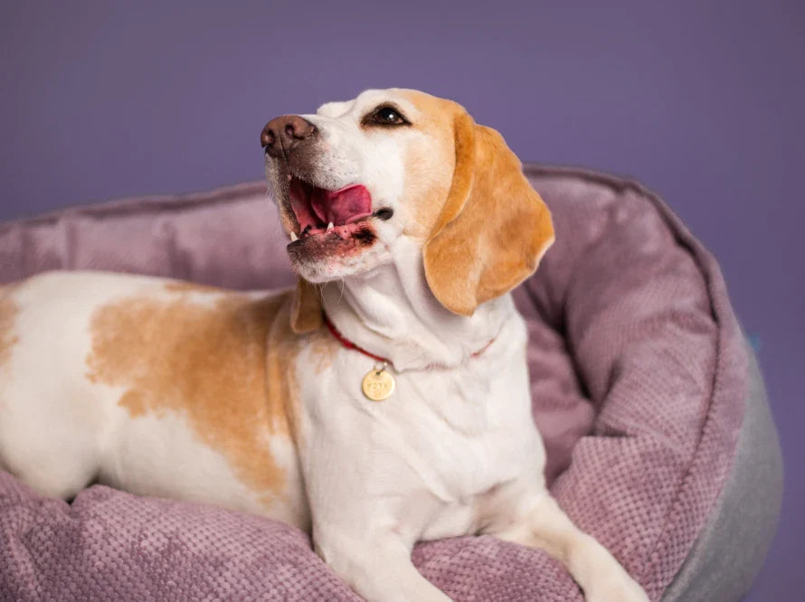 DONUT Hundebett aus langlebigem Soft-Touch-Möbelstoff