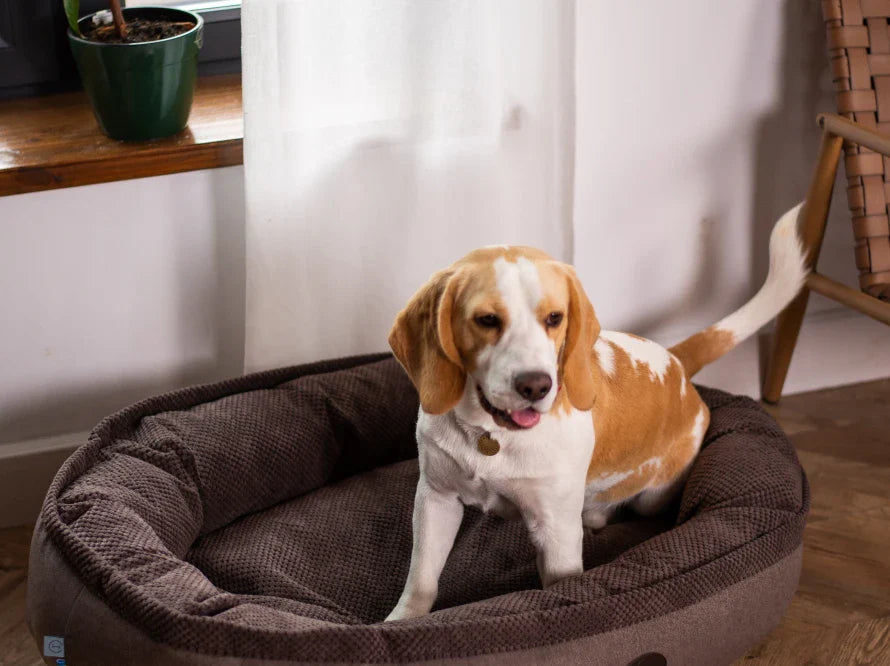 DONUT Hundebett aus langlebigem Soft-Touch-Möbelstoff