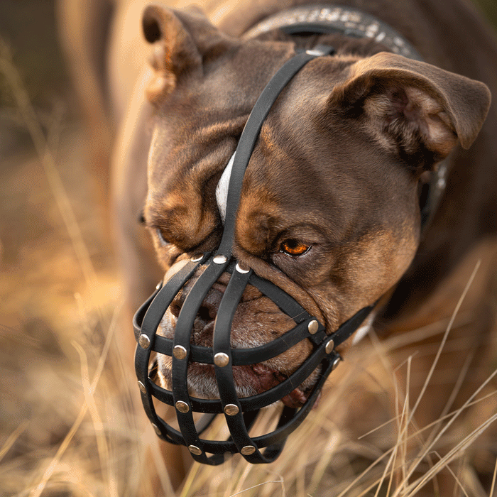 Maulkorb Old English Bulldog ca. 24-27kg kurze Schnauze, Umfang 32-34cm, NL bis 4cm