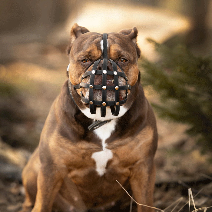 Maulkorb Old English Bulldog ca. 24-27kg kurze Schnauze, Umfang 32-34cm, NL bis 4cm
