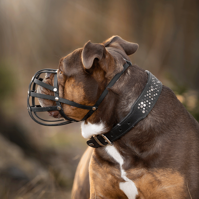 Maulkorb Old English Bulldog ca. 24-27kg kurze Schnauze, Umfang 32-34cm, NL bis 4cm