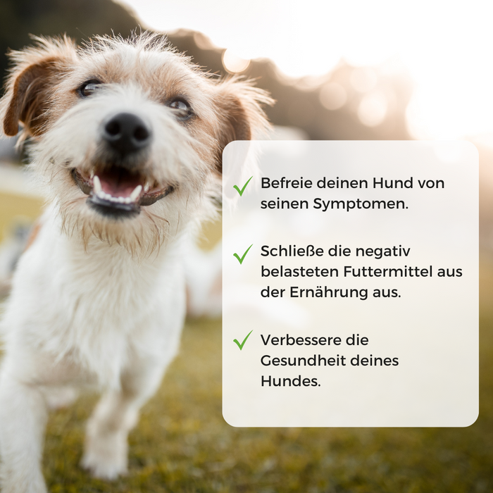 Allergietest Hund
