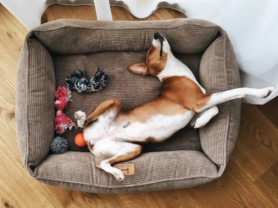 DREAMER orthopädisches Hundebett aus Möbelcord mit Handwerklich/ Höchste Funktionalität