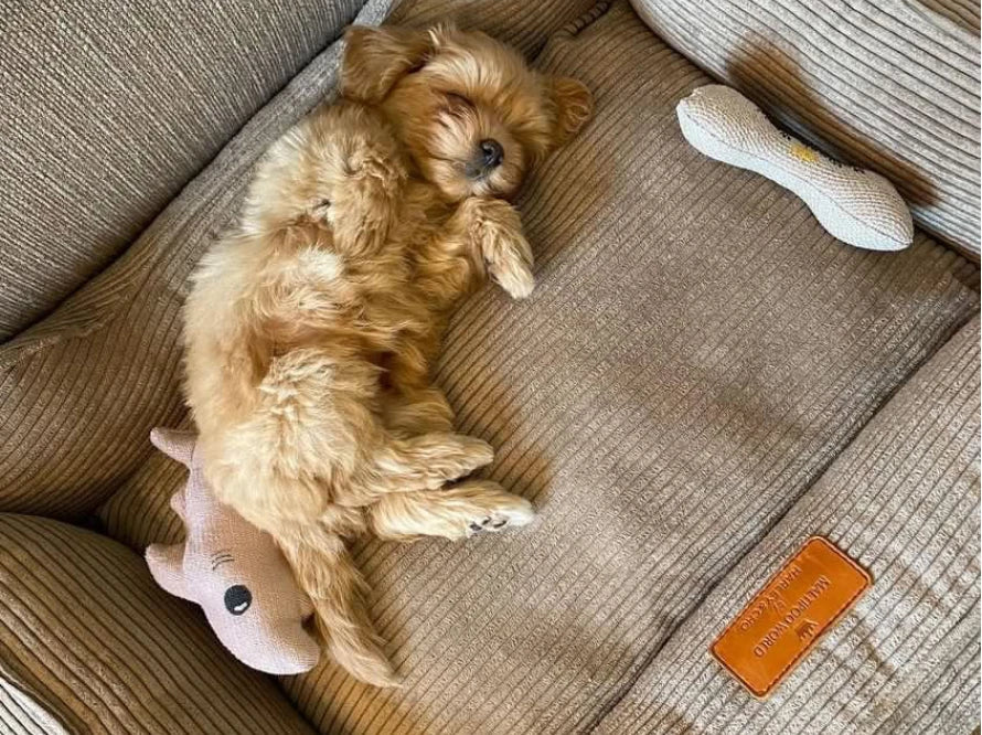 DREAMER orthopädisches Hundebett aus Möbelcord mit Handwerklich/ Höchste Funktionalität