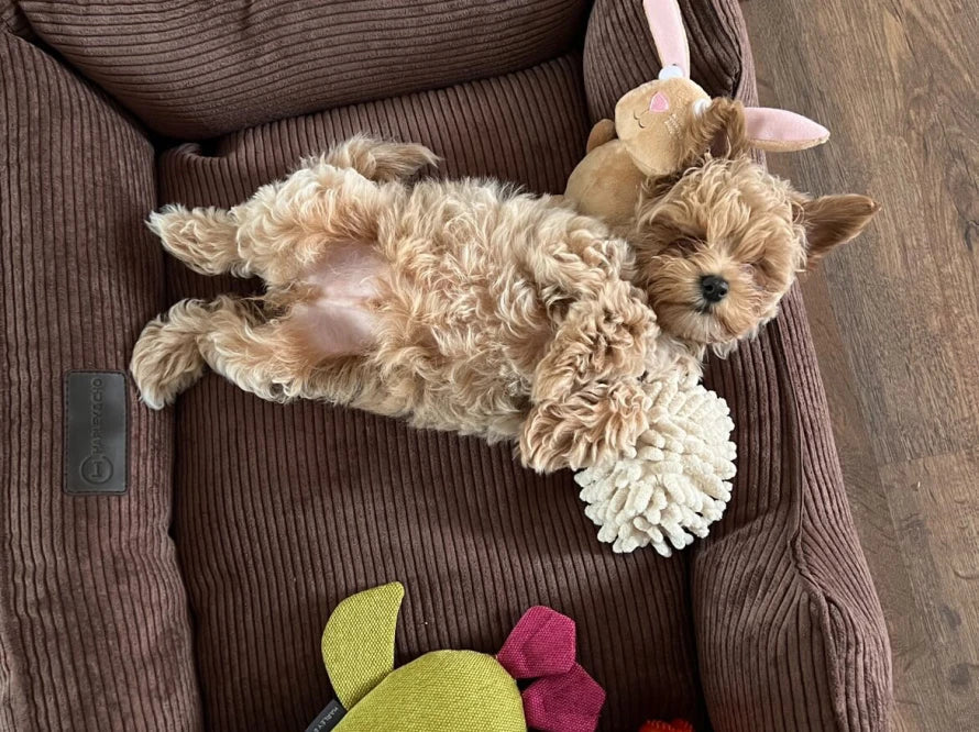 DREAMER orthopädisches Hundebett aus Möbelcord mit Handwerklich/ Höchste Funktionalität