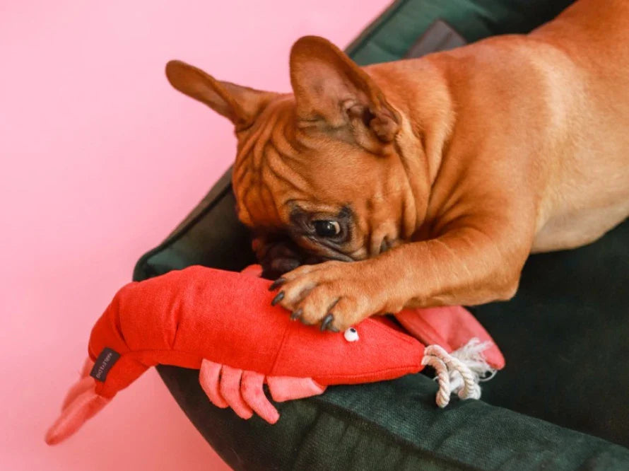 DREAMER orthopädisches Hundebett aus Möbelvelours / gegen Graben und Buddeln resistent