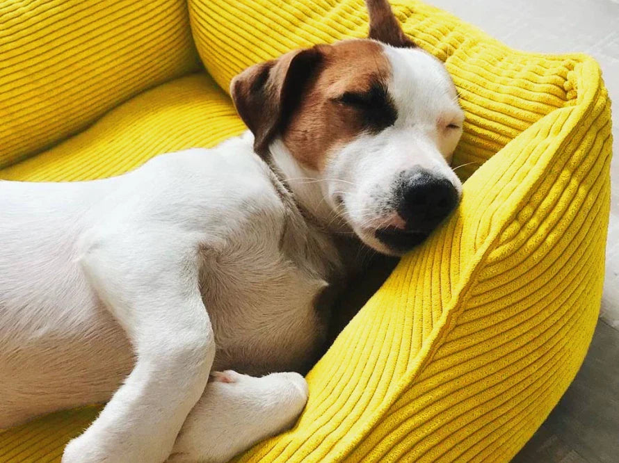 DREAMER orthopädisches Hundebett aus Möbelcord mit Handwerklich/ Höchste Funktionalität