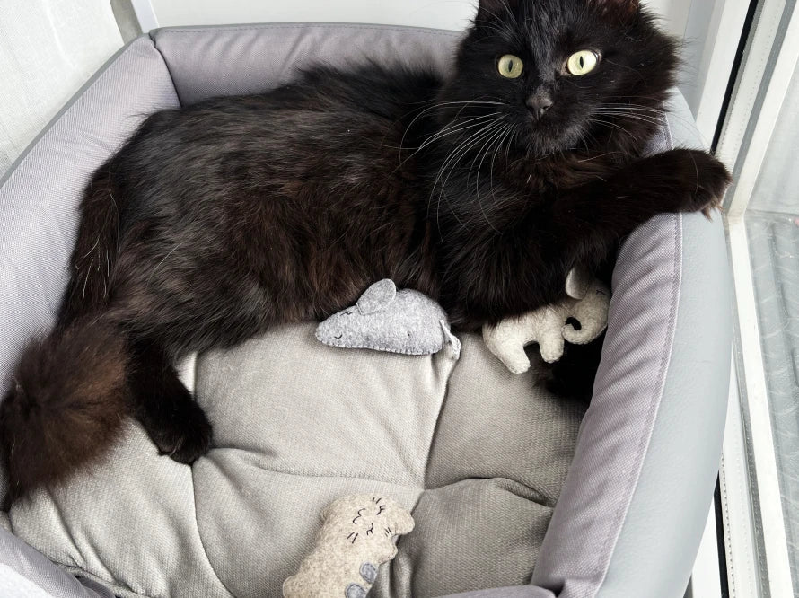 CAT RETREAT Katzenspielzeug mit Katzenminze aus Wollfilz / Handgemachte