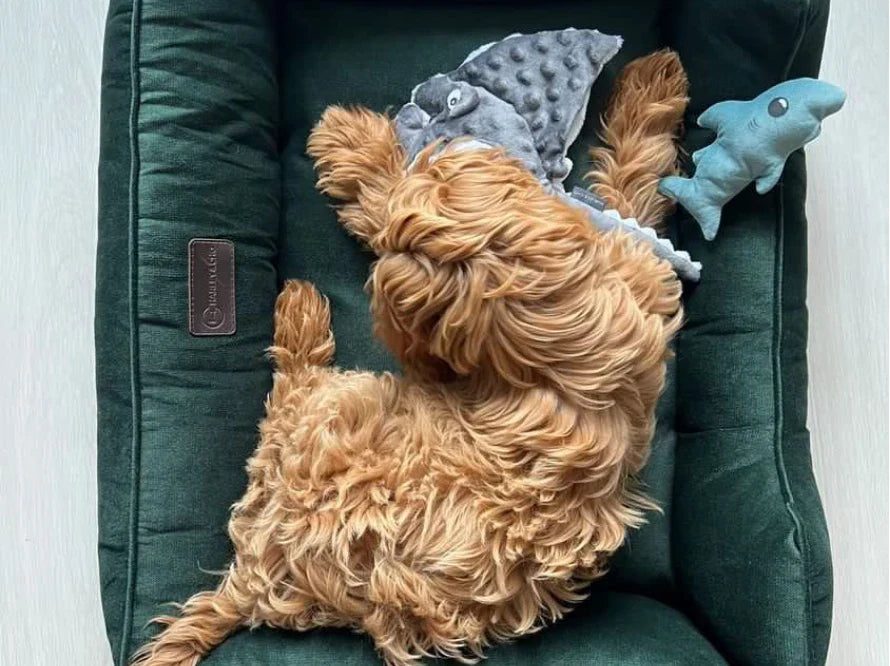 DREAMER orthopädisches Hundebett aus Möbelvelours / gegen Graben und Buddeln resistent
