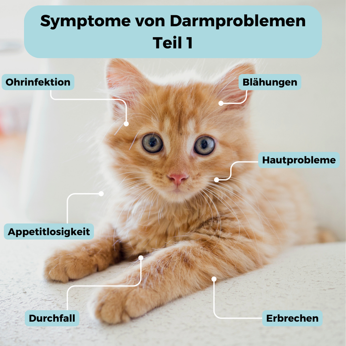 Mikrobiom-Analyse für Katzen