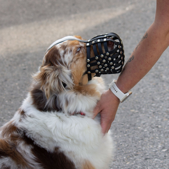Maulkorb Australian Shepherd ca. 17-20kg kurze Schnauze, Umfang 24-26cm, NL bis 8cm