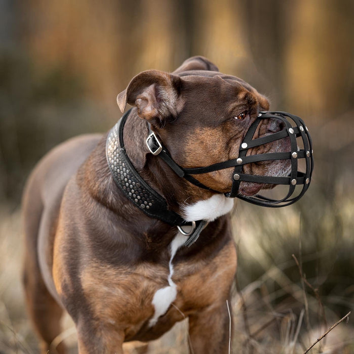 Maulkorb Old English Bulldog ca. 24-27kg kurze Schnauze, Umfang 32-34cm, NL bis 4cm