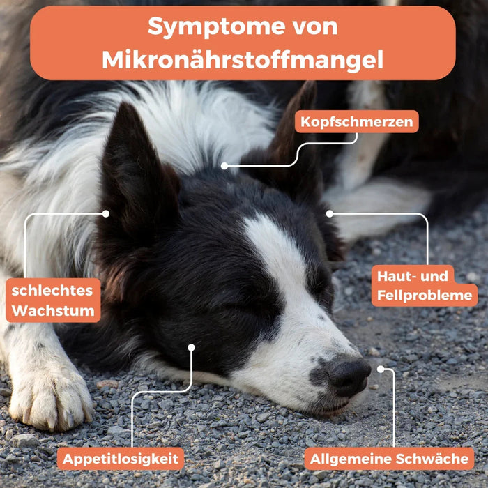 Mikronährstoff-Test Hund