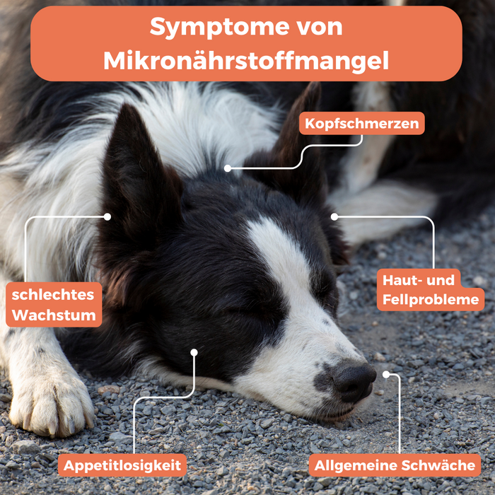 Mikronährstoff-Test Hund