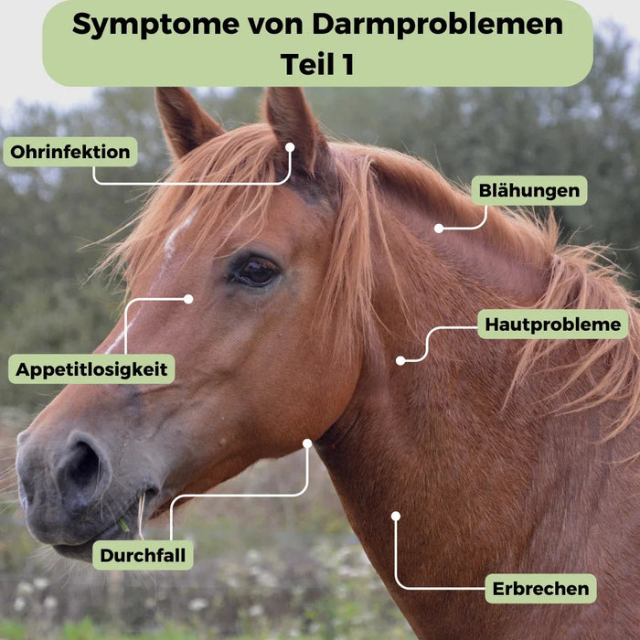 Microbioomanalyse voor paarden