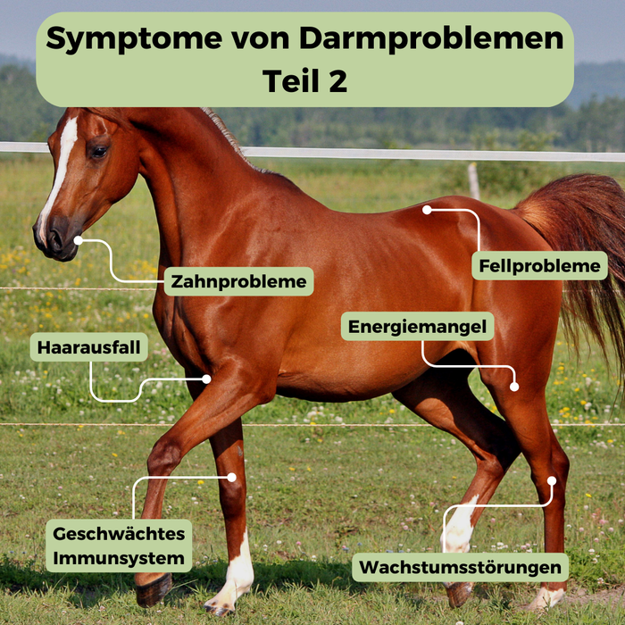 Mikrobiom-Analyse für Pferd