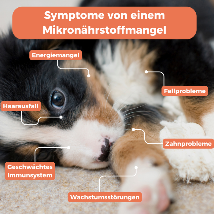 Allergietest für Welpen