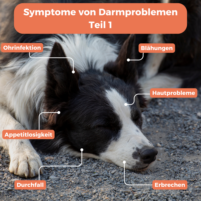 Mikrobiom-Analyse für Hunde