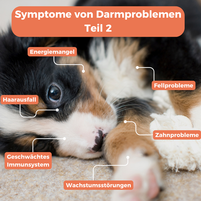 Mikrobiom-Analyse für Hunde