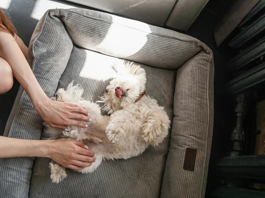 DREAMER orthopädisches Hundebett aus Möbelcord mit Handwerklich/ Höchste Funktionalität