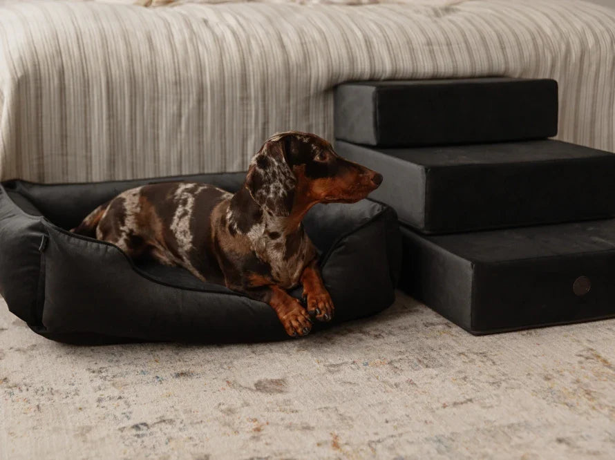 DREAMER orthopädisches Hundebett aus Möbelvelours / gegen Graben und Buddeln resistent