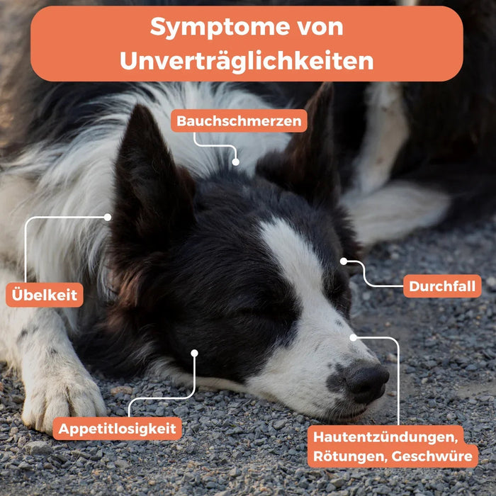 Futtermittel-Zusatzstoff-Test Hund